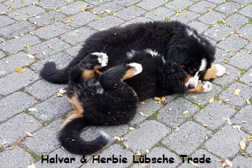 Halvar & Herbie Lbsche Trade