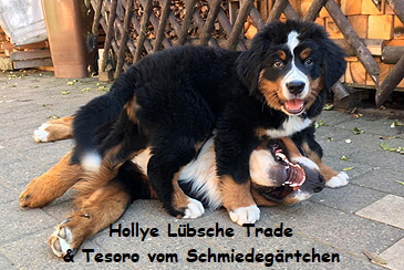 Hollye Lbsche Trade & Tesoro vom Schmiedegrtchen