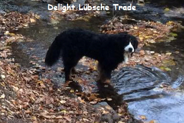 Delight Lbsche Trade