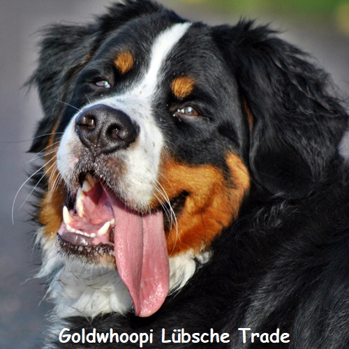 Goldwhoopi Lbsche Trade