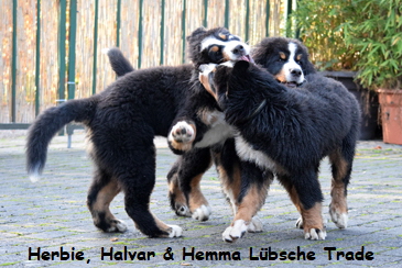 Herbie, Halvar & Hemma Lbsche Trade