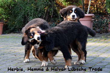 Herbie, Hemma & Halvar Lbsche Trade