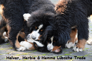 Halvar, Herbie & Hemma Lbsche Trade