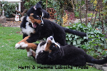 Hetti & Hemma Lbsche Trade
