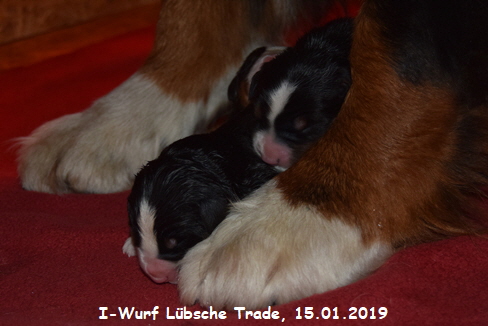 I-Wurf Lbsche Trade, 15.01.2019