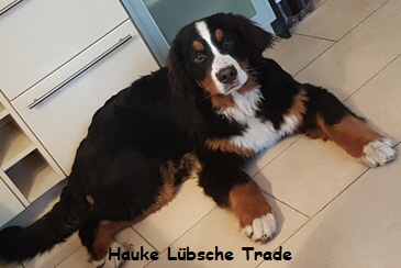 Hauke Lbsche Trade