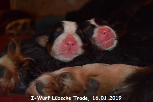 I-Wurf Lbsche Trade, 16.01.2019