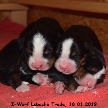 I-Wurf Lbsche Trade, 18.01.2019