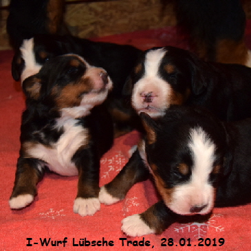 I-Wurf Lbsche Trade, 28.01.2019