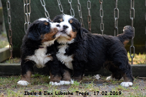 Ibele & Ilex Lbsche Trade, 17.02.2019
