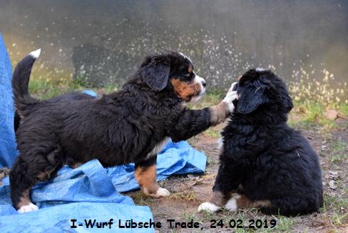 I-Wurf Lbsche Trade, 24.02.2019