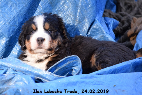 Ilex Lbsche Trade, 24.02.2019