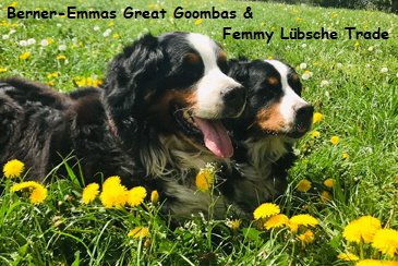 Berner-Emmas Great Goombas & Femmy Lbsche Trade