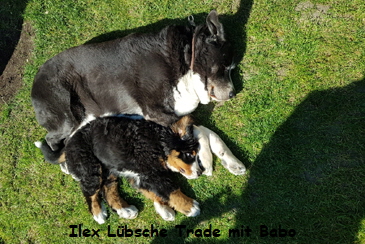Ilex Lbsche Trade mit Babo