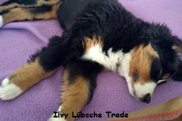 Ilvy Lbsche Trade