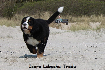 Isara Lbsche Trade