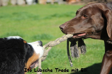 Ito Lbsche Trade mit Elli