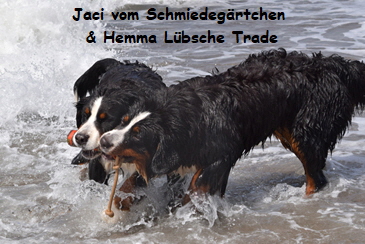 Jaci vom Schmiedegrtchen & Hemma Lbsche Trade