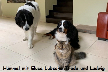 Hummel mit Eluca Lbsche Trade und Ludwig