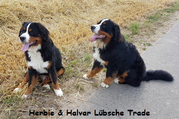 Herbie & Halvar Lbsche Trade