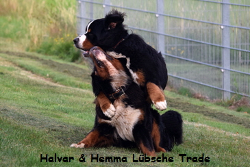 Halvar & Hemma Lbsche Trade