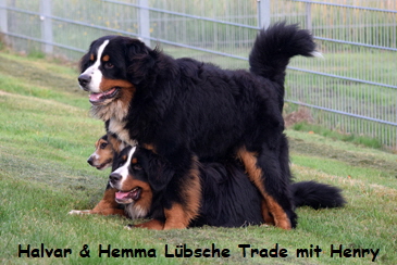 Halvar & Hemma Lbsche Trade mit Henry