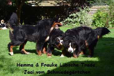 Hemma & Frauke Lbsche Trade, Jaci vom Schmiedegrtchen