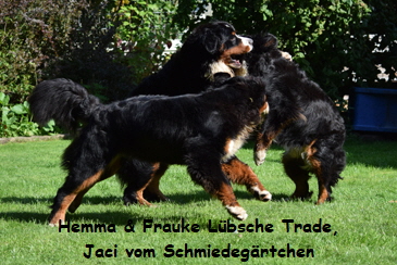 Hemma & Frauke Lbsche Trade, Jaci vom Schmiedegrtchen