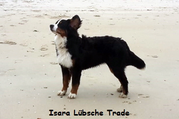 Isara Lbsche Trade
