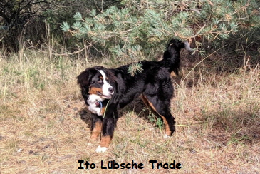 Ito Lbsche Trade