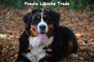 Frauke Lbsche Trade