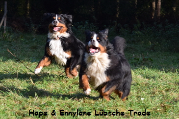 Hape & Ennylane Lbsche Trade