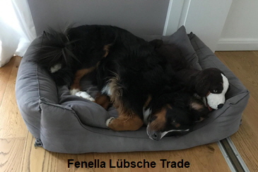 Fenella Lbsche Trade