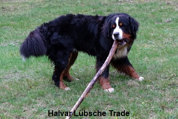 Halvar Lbsche Trade