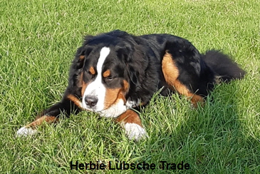 Herbie Lbsche Trade