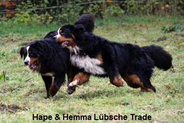 Hape & Hemma Lbsche Trade