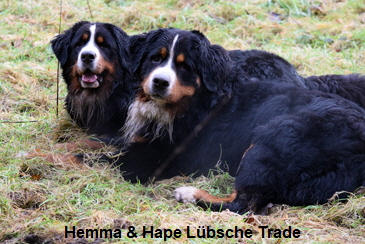 Hemma & Hape Lbsche Trade