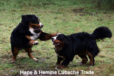 Hape & Hemma Lbsche Trade