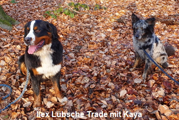 Ilex Lbsche Trade mit Kaya