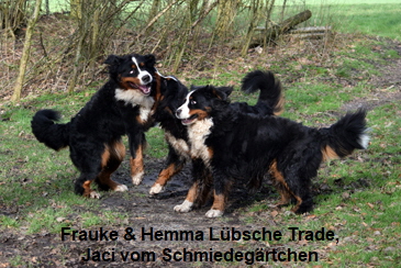 Frauke & Hemma Lbsche Trade, Jaci vom Schmiedegrtchen