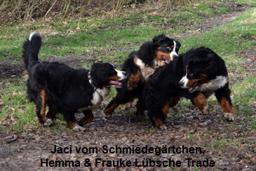 Jaci vom Schmiedegrtchen, Hemma & Frauke Lbsche Trade