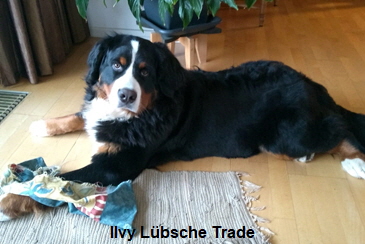 Ilvy Lbsche Trade