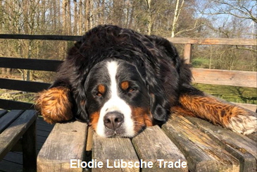 Elodie Lbsche Trade