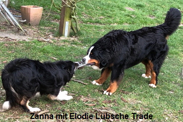 Zanna mit Elodie Lbsche Trade