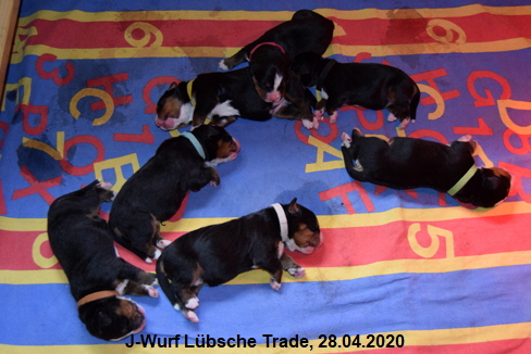 J-Wurf Lbsche Trade, 28.04.2020