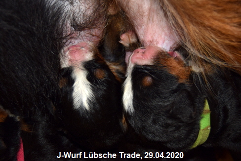 J-Wurf Lbsche Trade, 29.04.2020