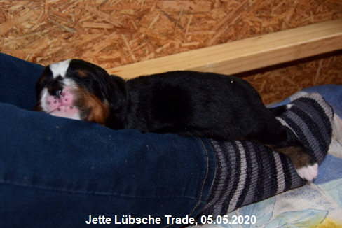 Jette Lbsche Trade, 05.05.2020