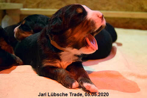 Jari Lbsche Trade, 05.05.2020