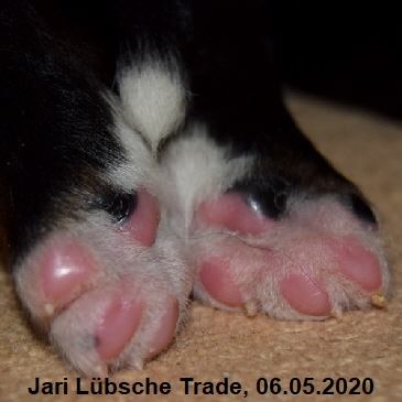 Jari Lbsche Trade, 06.05.2020
