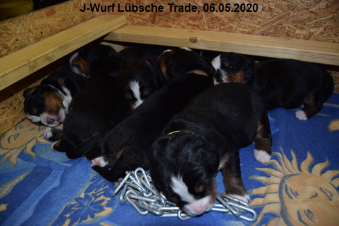 J-Wurf Lbsche Trade, 06.05.2020